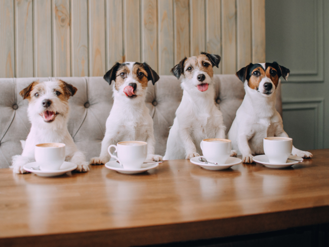 Pets in China Get 'Hired' at Cafes (Representative Image)