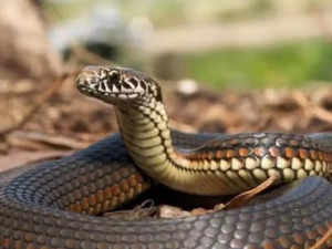 Snakebite cases on rise during monsoon, experts issue advisory