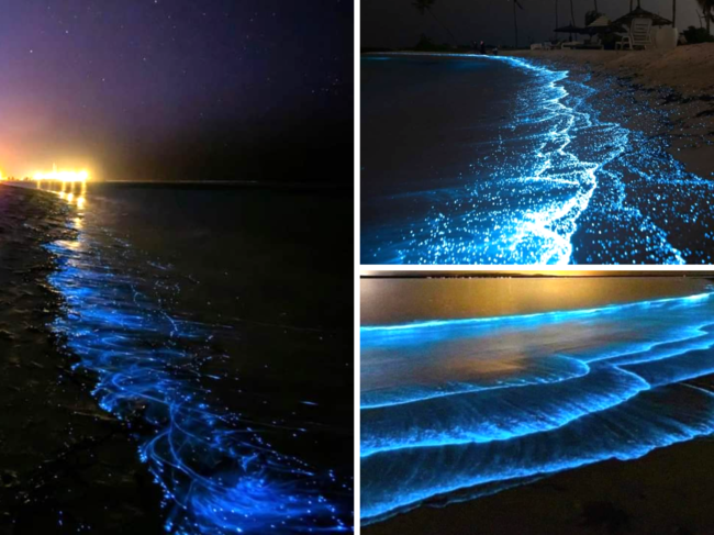 Chennai beach's bioluminescent waves