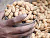 Gujarat to harvest a record crop of groundnut due to increase in area and yield, says SEA