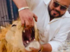 "Stupidity knows no limits": Pakistani man's shocking video of prying open lion's jaws goes viral