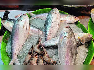 India Imports Just 577 T Hilsa Amid Late Bangladesh Supply