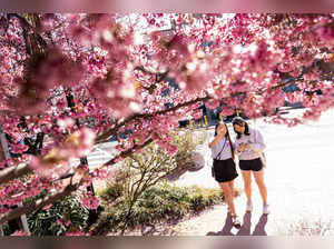 Washington: Isabelle Sohn, right, and Elaine Zhang, left, admire cherry blossoms...