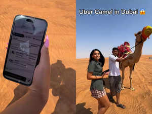 Uber camel in Dubai