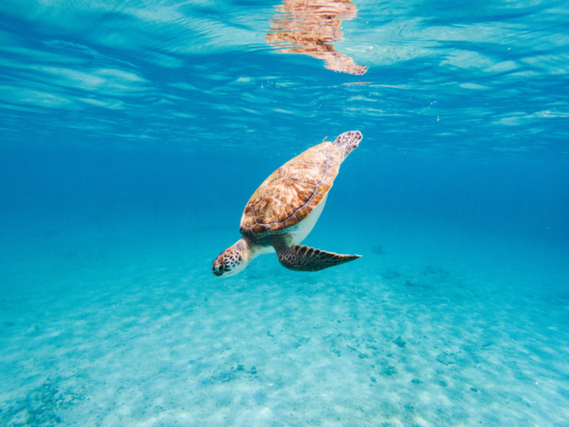 Turks and Caicos Islands