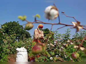 A worker harvests cotton in a field on the outskirts of Ahmedabad