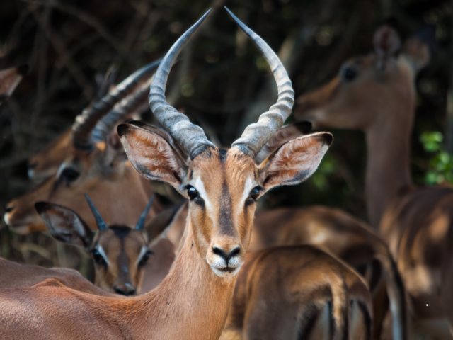 Kwazulu-Natal, South Africa