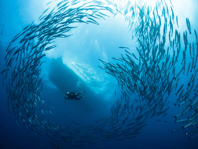 Raja Ampat, Indonesia 