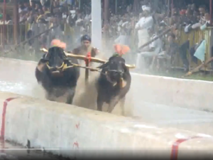 kambala