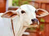 Centre launches 21st Livestock Census at Rs 200 cr cost; data to help Govtframe right policies