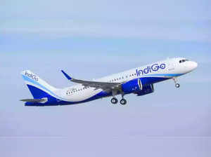 indigo News