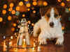 Diwali safety for your furry friends: 6 ways to protect them from loud noises