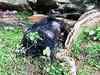 Wild bear dies after eating bomb coated with corn flour in Madhya Pradesh's Balaghat forest