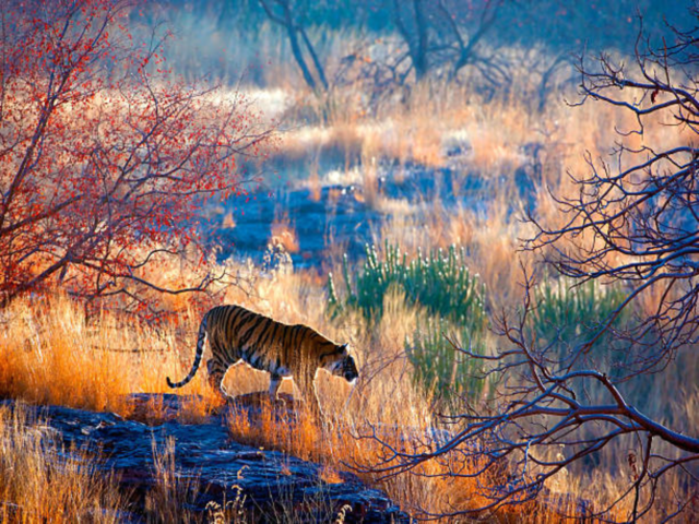 Ranthambore National Park