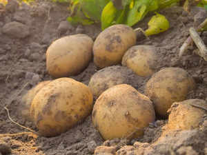 ?Where does potato rank among the most popular crops in the world?