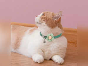 cat collar