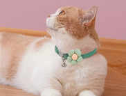 10 Best Cat Collars That Will Keep Your Furry Friend Safe