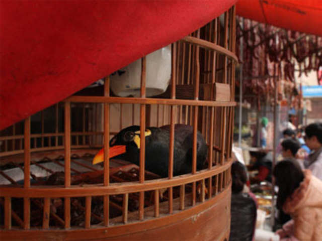 Chengdu bird market