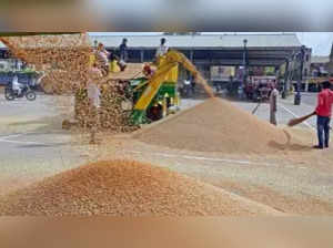 Haryana: Rs 9,439 crore disbursed to farmers for paddy, millet procurement