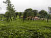 Jay Shree Tea to bid for 2 tea gardens in Rwanda