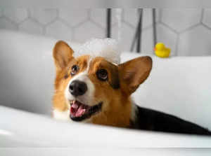 Best Anti Fungal Shampoos for Dogs in India