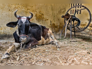 Four arrested after disturbing video of cow abuse in Uttar Pradesh goes viral