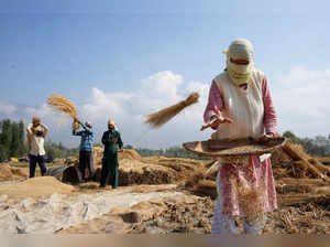 A farmer winnows rice crop as labourers thrash paddies in a field in Srinagar