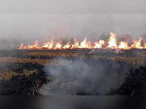 Sangrur, Nov 02 (ANI): Stubble burning seen in a field, in Sangrur on Saturday. ...