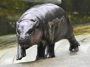 Pygmy hippo Moo Deng