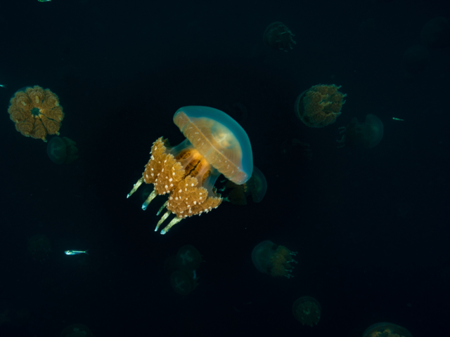 Jellyfish Lake, Palau