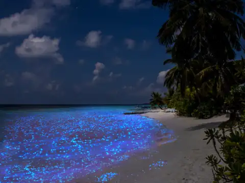 Beautiful Beach Glowing Jellyfish: Mesmerizing Ocean Wonders Revealed