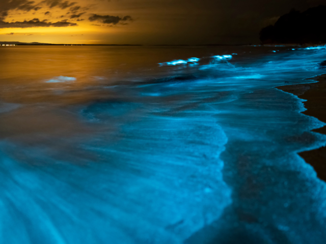 Bioluminescent Bay, Vieques, Puerto Rico