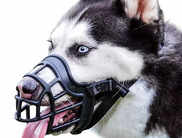 Best dog muzzles for safety, comfort, and control: Top picks for all breeds