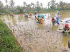 kharif-output-may-be-better-than-last-years