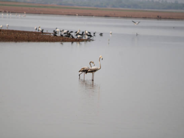 Ranganathittu Bird Sanctuary – Karnataka