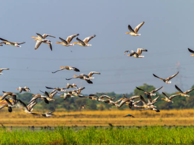 Nal Sarovar Bird Sanctuary – Gujarat