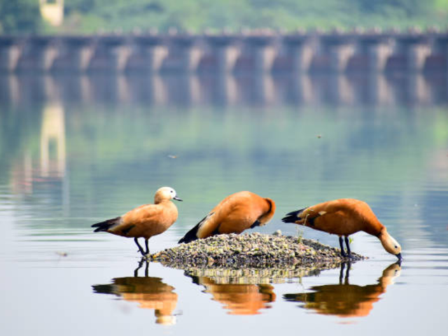 Chilika Lake Bird Sanctuary – Odisha