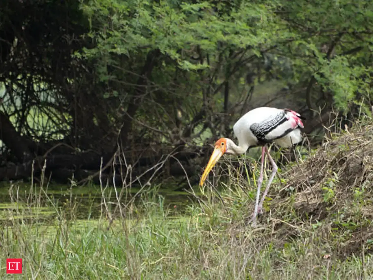 5 most beautiful bird sanctuaries in India - Bharatpur Bird Sanctuary ...