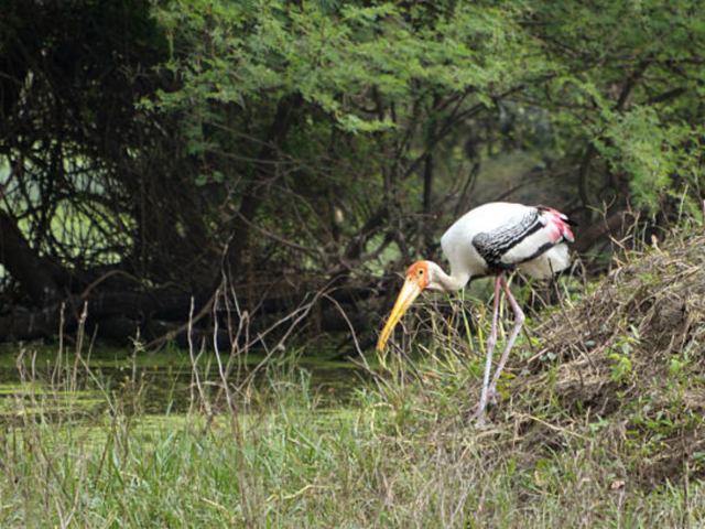 Bharatpur Bird Sanctuary– Rajasthan