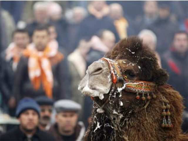 A wrestling camel parades at the Pamucak arena