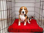 Best Dog Crates in India: Safe Space for Your Puppy (2024)