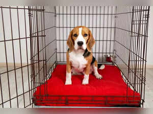 Best Dog Crates in India: Safe Space for Your Puppy