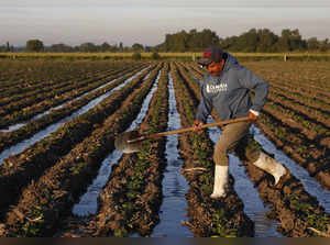 Mexico announces food and agriculture plan that could take the country back to the 1980s