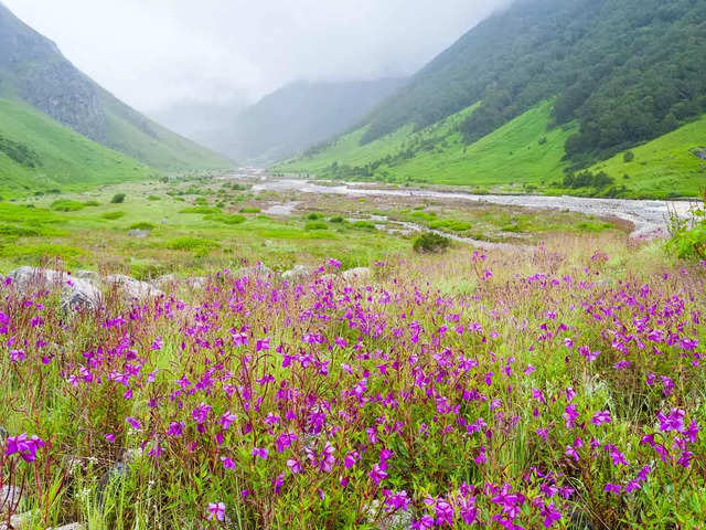 Valley of Flowers, Uttarakhand