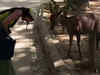 Japan Nara deer bows down to Indian tourists in viral video. Watch adorable clip