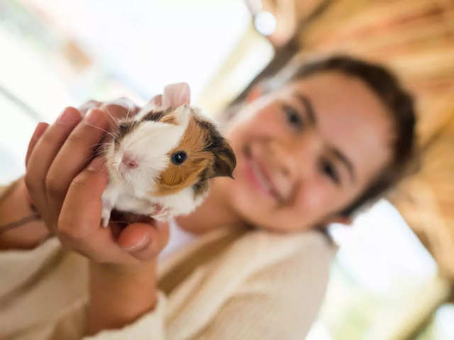 Guinea Pig