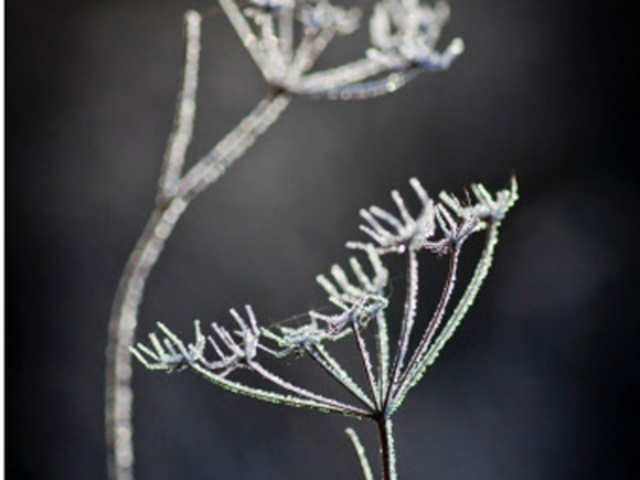 Apiaceae covered in hoar frost