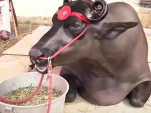 Anmol buffalo from Haryana