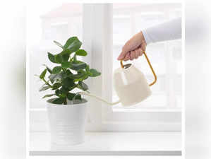 Best Watering cans