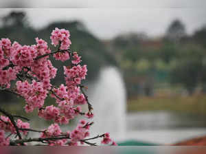 Shillong Cherry Blossom Festival 2024 concludes on a high, sets record for visitors